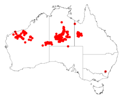 Acacia spondylophyllaDistMap843.png