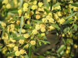 Acacia verniciflua.jpg