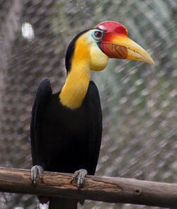 Aceros corrugatus -Zoo Negara -Malaysia-8a-2c.jpg