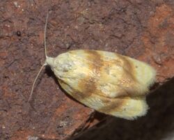 Acleris semipurpurana P1190863a.jpg