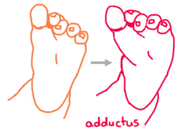 Adductus Illustration.png