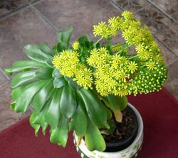 Aeonium glutinosum