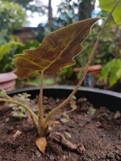 Alocasia sanderiana from Bukidnon 003.jpg