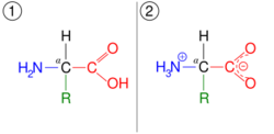 Amino acid zwitterions.svg