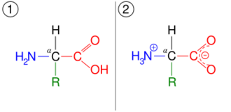 An amino acid, illustrated in two different ionization states. First, it has a neutral amine and neutral carboxylic acid. Second, it has a protonated ammonium cation and deprotonated carboxylate anion.