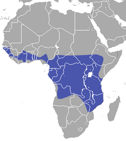 Angolan Rousette area.png