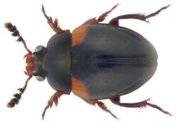 Anisotoma humeralis (Fabricius, 1792) (3635597827).jpg