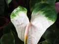 Anthurium soft white-yercaud-salem-India.JPG