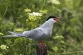 Arctic Tern - Farne Is FJ0A4087 (35937283840).jpg