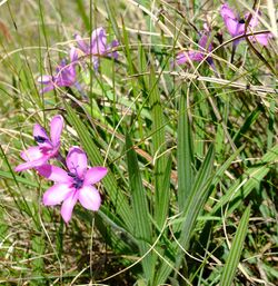 Babiana purpurea Helme 1.jpg