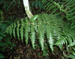 Blotiella natalensis, frond-bosy, Iphithi NR.jpg