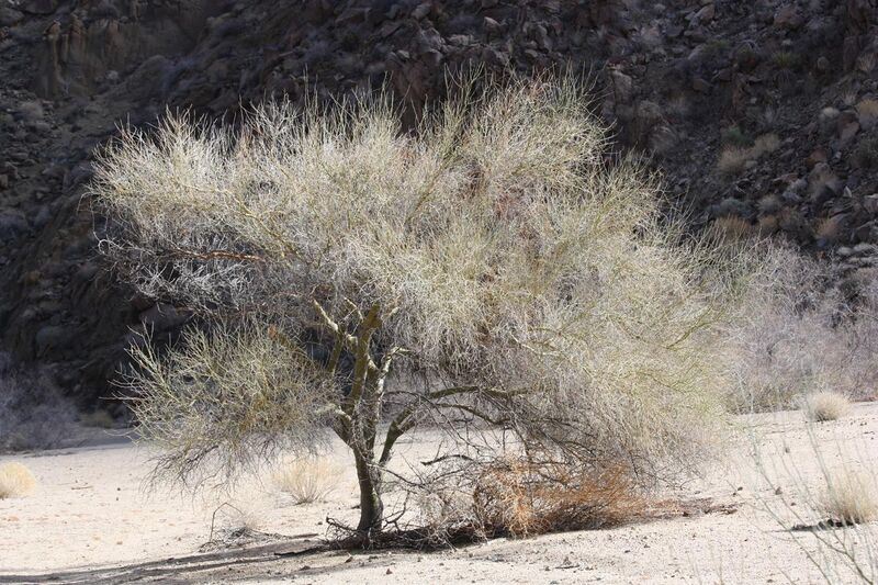 File:Blue palo verde (Cercidium floridum); Cottonwood Canyon.jpg