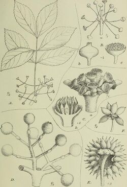 Botanische Jahrbücher für Systematik, Pflanzengeschichte und Pflanzengeographie (1900) (19779704054).jpg