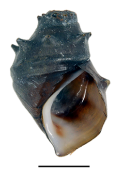 Brotia armata shell.png