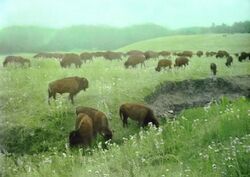 Buffalo Herd grazing South Dakota.jpg