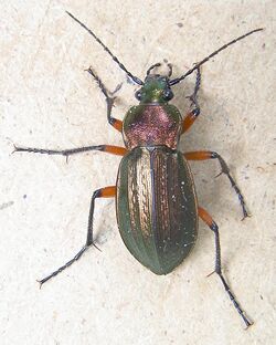 Carabus arcensis up.jpg