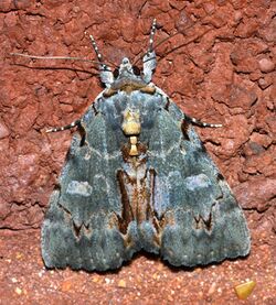 Catocala grynea - Woody Underwing Moth (14417316241).jpg
