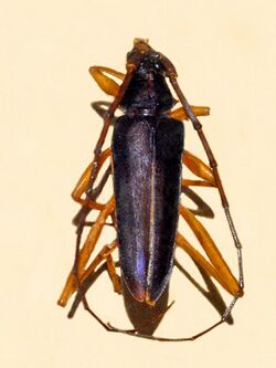 Cerambycidae - Chromalizus fragrans cranchii.JPG