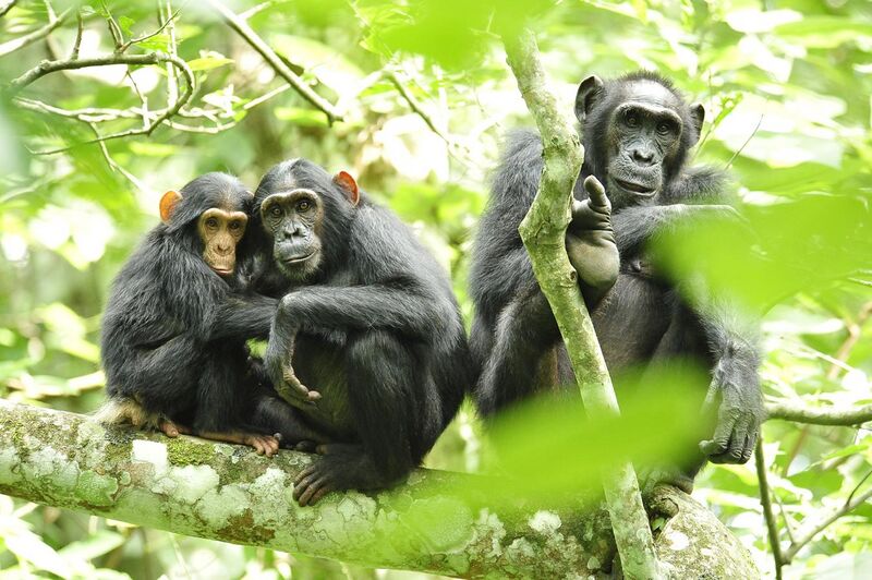 File:Chimpanzees in Uganda (5984913059).jpg
