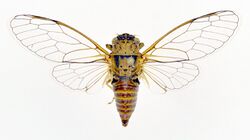 Cicadettana calliope calliope male US.IL.QHR male dorsal view.jpg