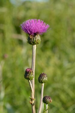 Cirsium heterophyllum - villohakas.jpg