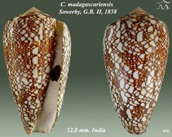 Conus madagascariensis 2.jpg