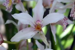 Ivory-colored Cymbidium orchid