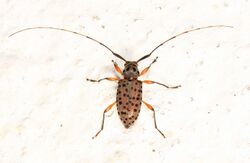 Day 163 - Longhorn Beetle - Hyperplatys aspersa, Woodbridge, Virginia.jpg