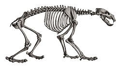 Description iconographique comparée du squelette et du système dentaire des mammifères récents et fossiles (Ursus maritimus skeleton).jpg