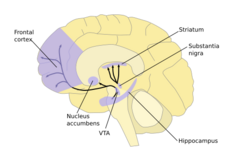 A labelled line drawing of dopamine pathways superimposed on a drawing of the human brain.