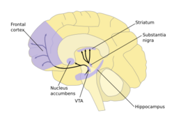 Diagram illustrating dopamine pathways, and brain areas involved.