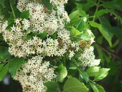 Ehretia anacua flowers.jpg