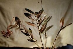 Epidendrum anceps) - plant.jpg