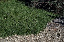 Eremophila biserrata habit.jpg