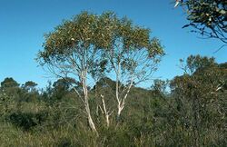 Eucalyptus gregsoniana habit.jpg