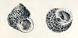 Euchelus gemmatus 001.jpg