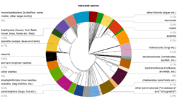 Eukaryote species pie tree.png