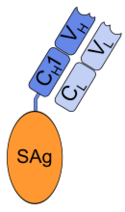 Fab-superantigen-fusion protein.svg