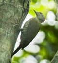 Fine-banded woodpecker - Uganda H8O5627 (16222878628) (cropped).jpg