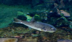 Finepatterned Pufferfish (Takifugu poecilonotus) - GRB.jpg