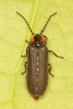 Firefly - Lucidota punctata, Prince William Forest Park, Triangle, Virginia.jpg