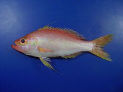 Fish4274 - Flickr - NOAA Photo Library.jpg
