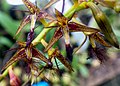 Fleurs Bulbophyllum alinae Szlach - cropped.jpg