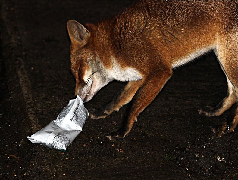 File:Fox with food bag.jpg