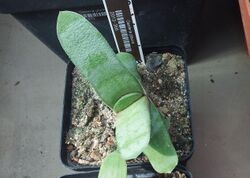 Gasteria glauca - SBG 3.jpg