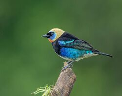 Golden-hooded Tanager (15824065884).jpg