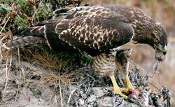 Hawk eating prey (cropped).jpg