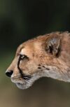 Head appearance of Acinonyx pardinensis.jpg