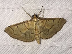 Herpetogramma theseusalis.jpg