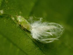 Hornbeam Psyllid Nymph - Flickr - treegrow (1).jpg